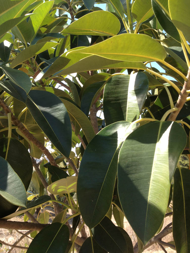 Ficus macrophylla subsp. columnaris o  Ficus elastica ?!